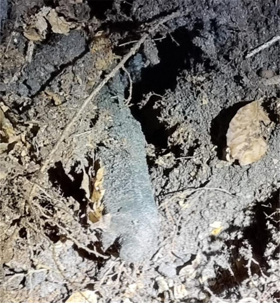 Diese Granate hat im Raesfelder Tiergarten gelegen.