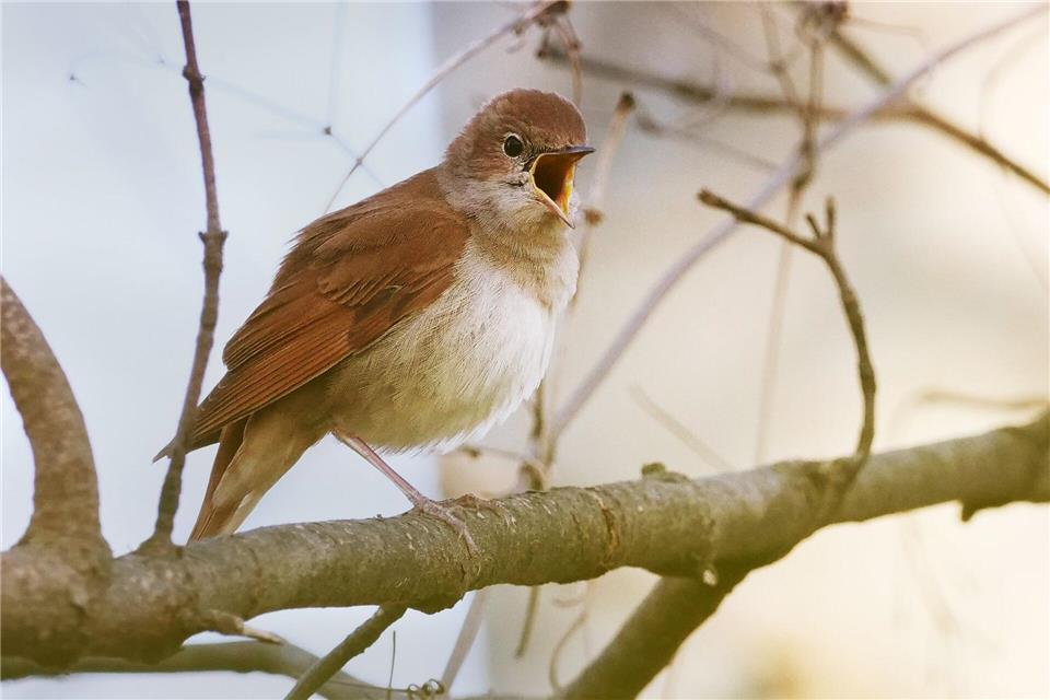 Diese Nachtigall singt aus voller Kehle. Vogelstimmen werden in Hessen nun systematisch landesweit analysiert. (Symbolbild)picture alliance / Wolfram Steinberg