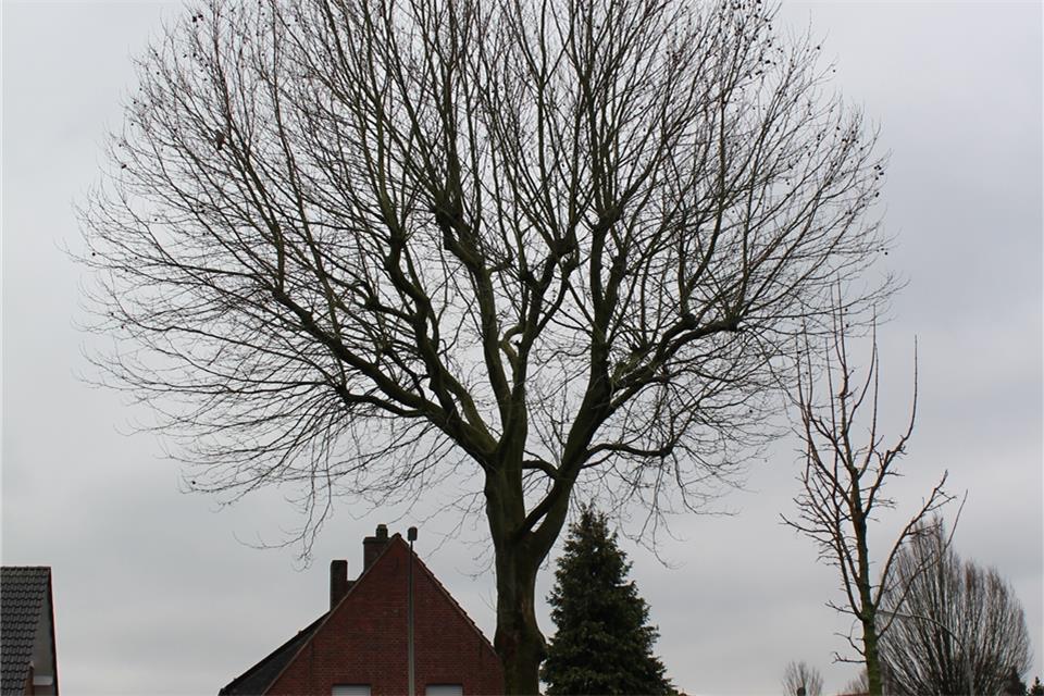 Diese Platane, die an der Ecke Ostring/Zum Osterkamp steht, soll erhalten bleiben.