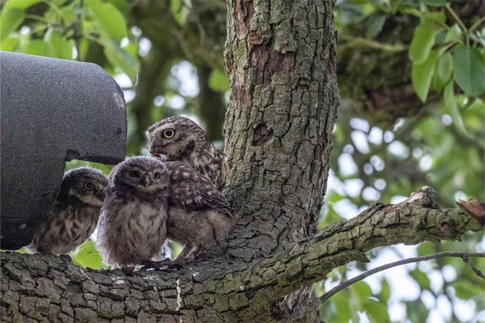 Diese Steinkauzfamilie hat Alois Grunewald fotografiert.
