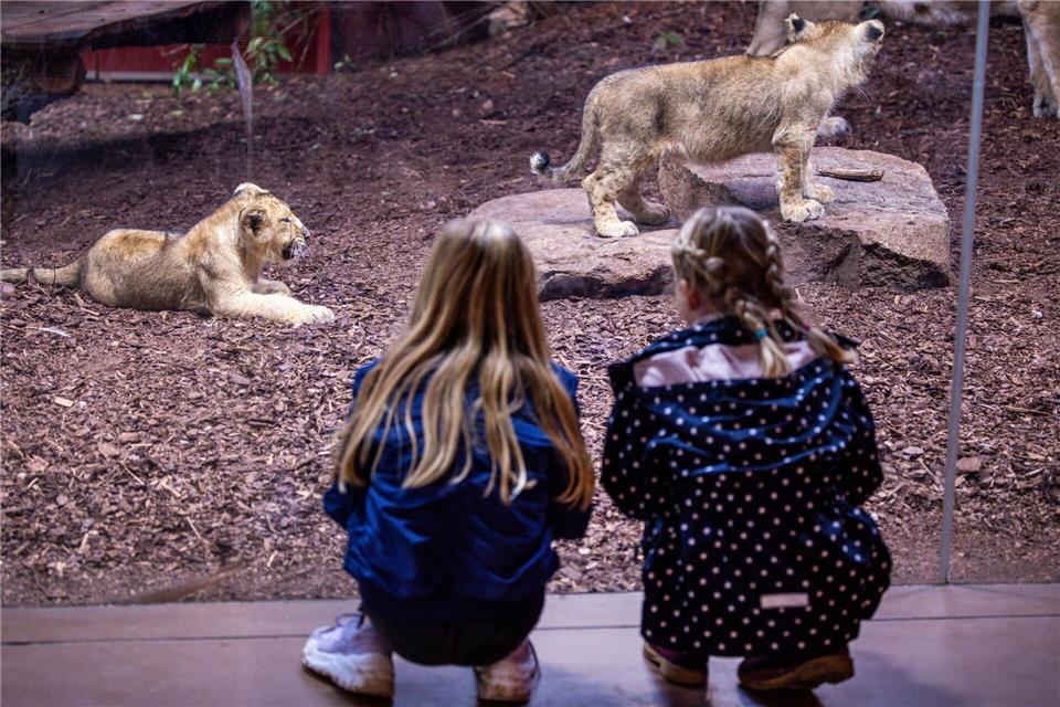 Löwenbaby im Schweriner Zoo gestorben Diese beiden Nachkommen hat Löwenmutter Heidi erfolgreich großgezogen. Ihren jüngsten Nachwuchs nahm sie nach anfänglicher Fürsorge aber nicht mehr an. (Archivbild)Jens Büttner/dpa