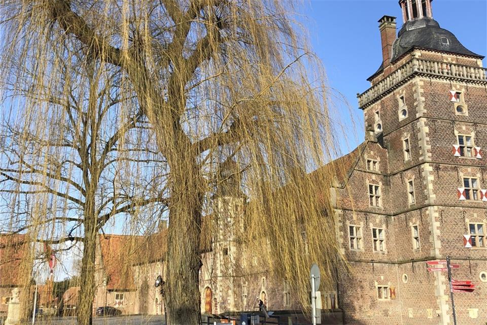 Diese markante Trauerweide, die im Bereich des Sterndeuterturms (rechts) steht, soll gefällt werden.