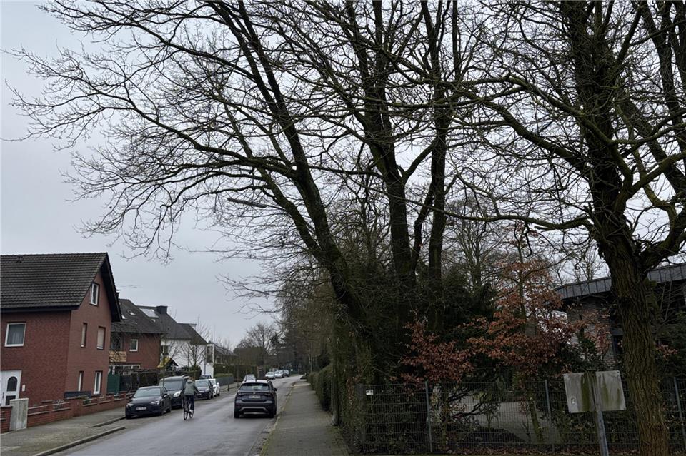 Diese mehrstämmige Eiche, die am Zaun des Friedhofs in Erle steht, darf nach dem Votum des Ausschusses gefällt werden.