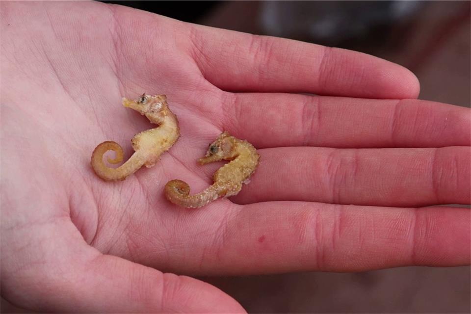 Die seltene Tiere des Wattenmeeres Diese zwei Kurzschnäuzigen Seepferdchen („Hippocampus hippocampus“) wurden auf Wangerooge gefunden.