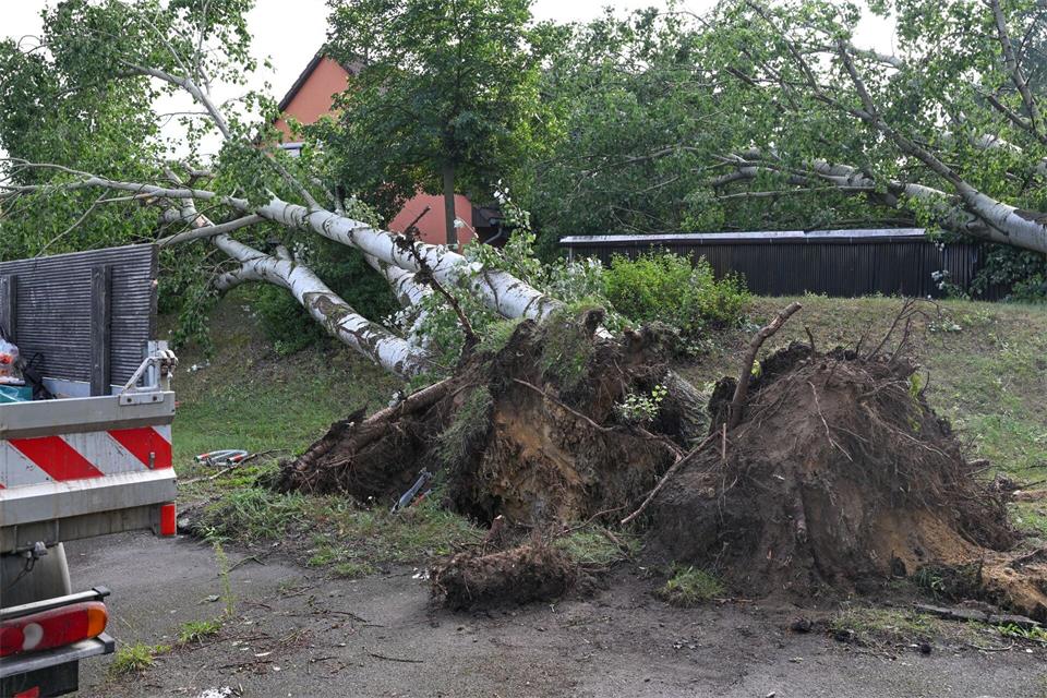 Diesen Baum hat ein Tornado in Fürstenwalde/Spree in Brandenburg entwurzelt.Patrick Pleul/dpa