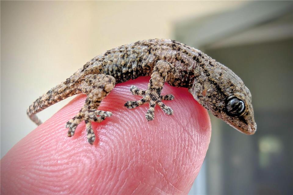 Diesen Gecko fand eine Frau aus Polen in einer Packung Rucola-Salat aus dem Supermarkt.-/Bartlomiej Gorzkowski/Epicrate