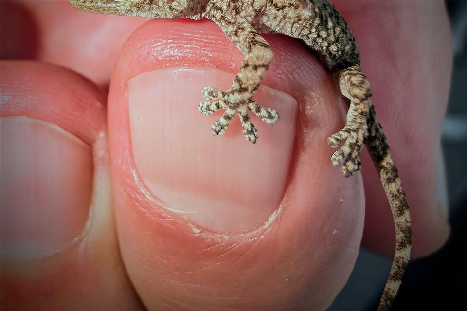 Diesen Gecko fand eine Frau aus Polen in einer Packung Rucola-Salat aus dem Supermarkt.-/Bartlomiej Gorzkowski/Epicrate