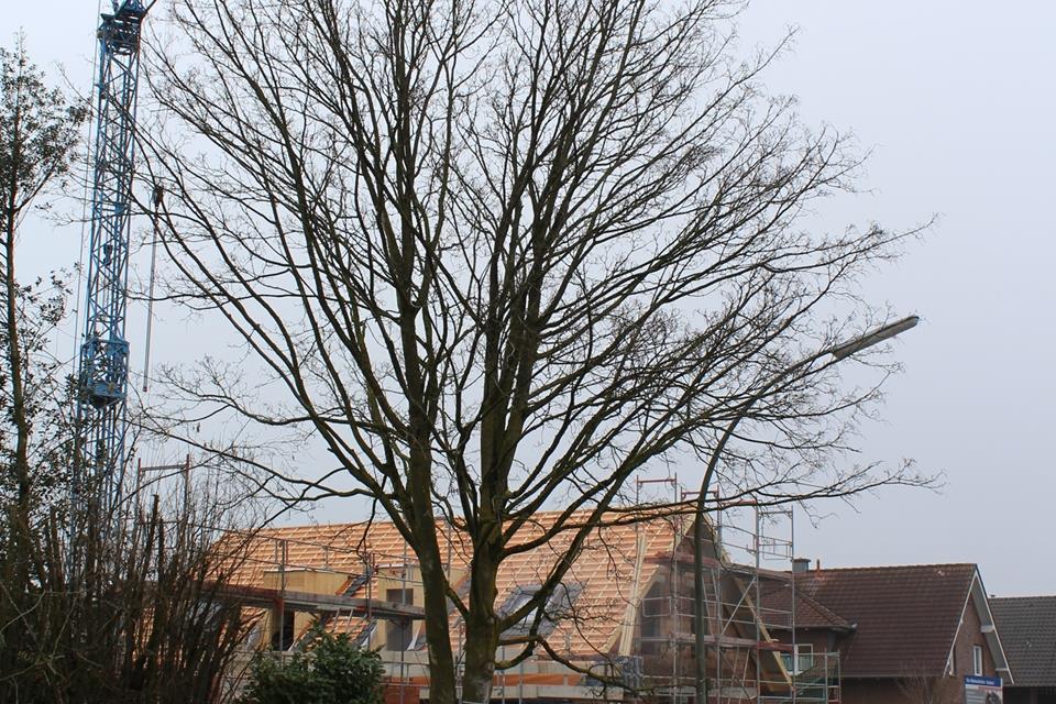 Dieser Baum an der Schermbecker Straße soll gefällt werden.