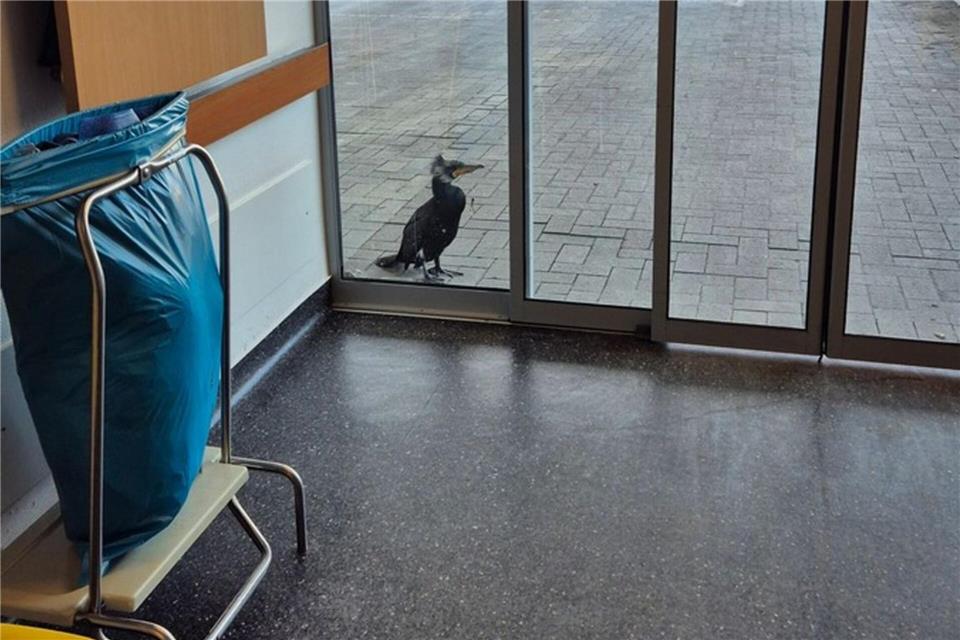 Dieser Kormoran mit einem Angelhaken im Schnabel hatte bei der Notaufnahme mit dem Schnabel gegen die Scheibe der Eingangstür gepickt. (Handout/Archivbild)-/Feuerwehr Bremen/dpa