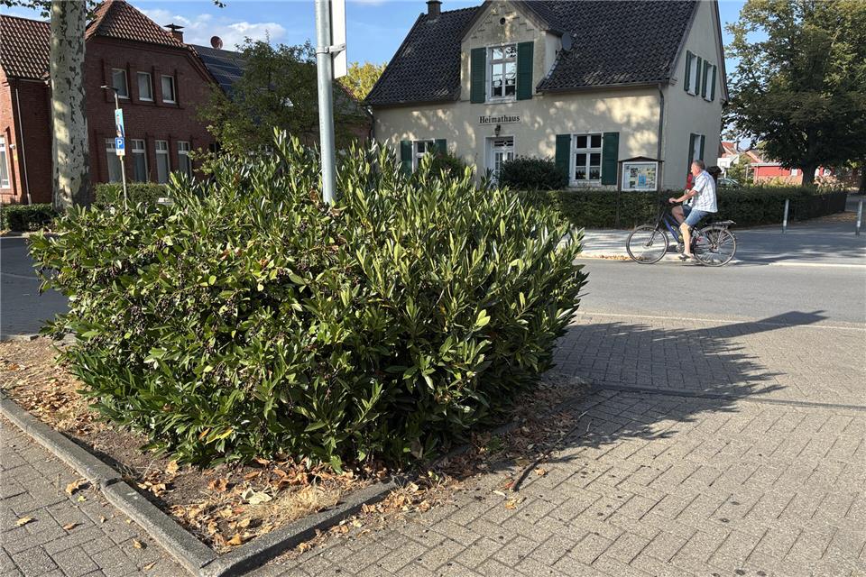 Dieser Strauch an der Silvesterstraße soll entfernt und der Bordstein abgesenkt werden, damit die Lieferfahrzeuge besser auf das Gelände des Edeka-Markts gelangen können.