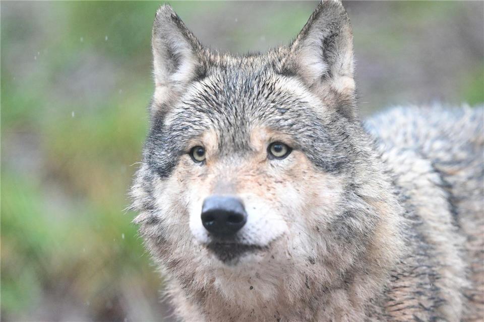 Dieser Wolf lebt in einem Gehege in einem Tierpark. Seine Artgenossen in freier Wildbahn werden immer mal wieder Opfer von Verkehrsunfällen. (Archivbild)Bernd Weißbrod/dpa
