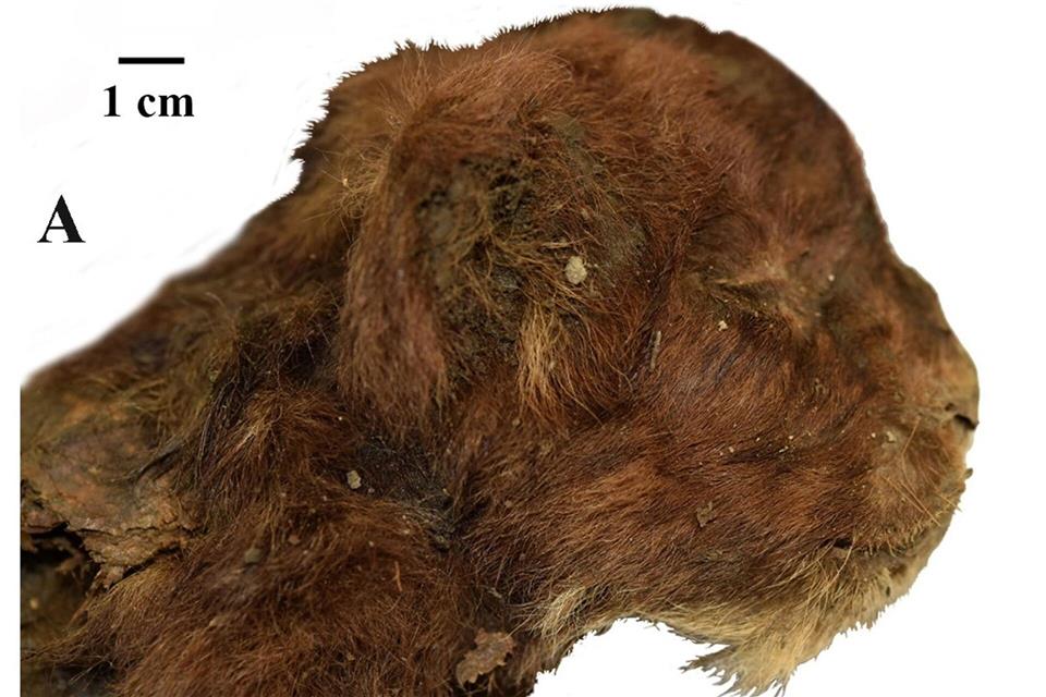 Dieser kleine Säbelzahntiger lebte vor mehr als 30.000 Jahren. Da er im Permafrost lag, ist er gut erhalten.Alexey V. Lopatin/dpa