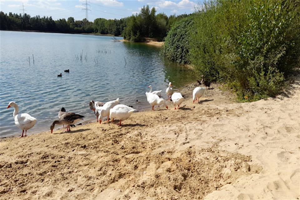 Hausgänse am Velener Baggersee geschossen Dieses Bild stammt aus dem vergangenen Sommer als die Gänse am Baggersee noch lebten.