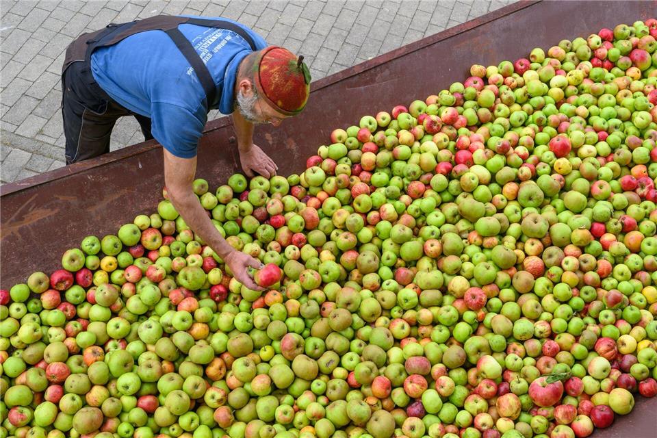 Obstschwemme sorgt für Ansturm auf Mostereien Dieses Jahr bringt eine gute Apfelernte - das spüren Mostereien jetzt schon. Patrick Pleul/dpa
