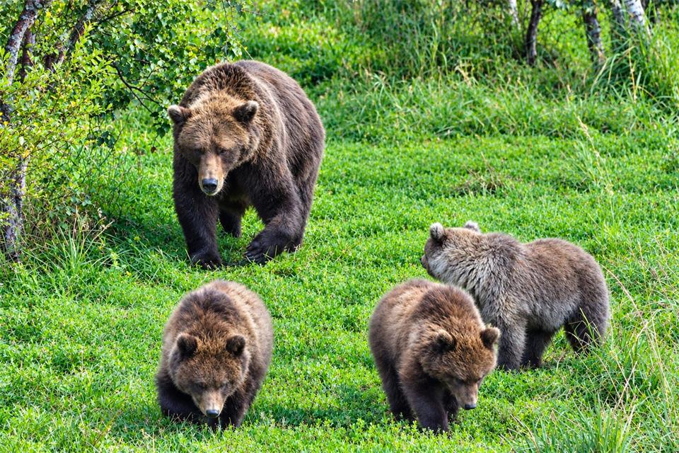 Dieses Muttertier zählt zu den kräftigsten Bären am Brooks River im Katmai-Nationalpark.C. Loberg/explore.org/dpa