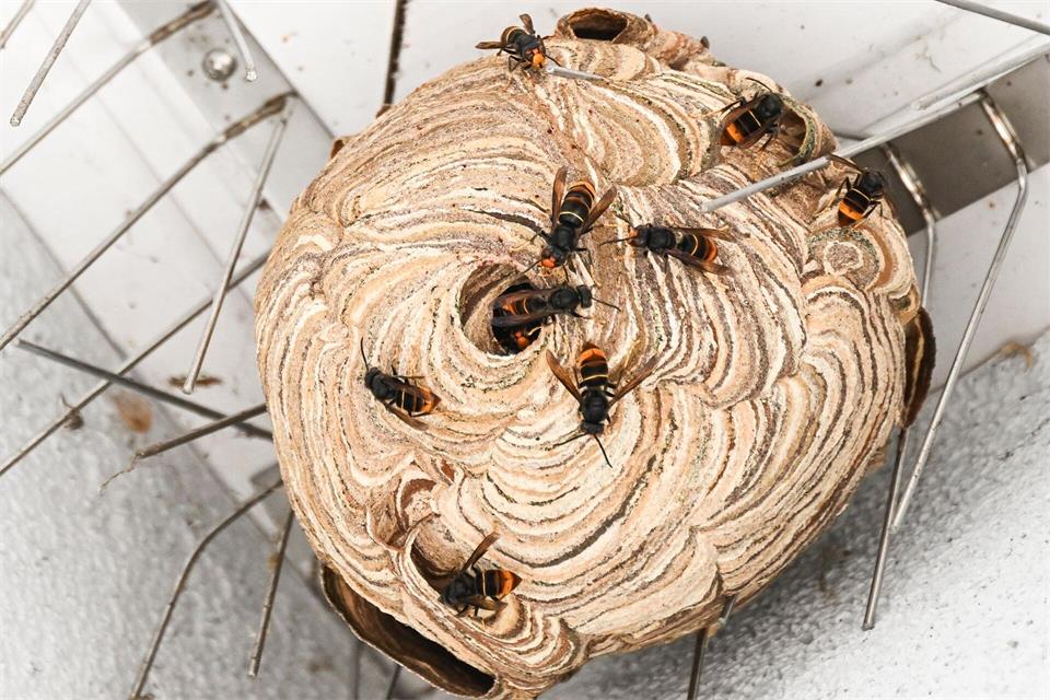 Dieses Nest wurde in einem Dachvorsprung in Eisenhüttenstadt entdeckt. Eigentlich nisten die Tiere hoch oben in Bäumen. (Archivbild)Jens Kalaene/dpa