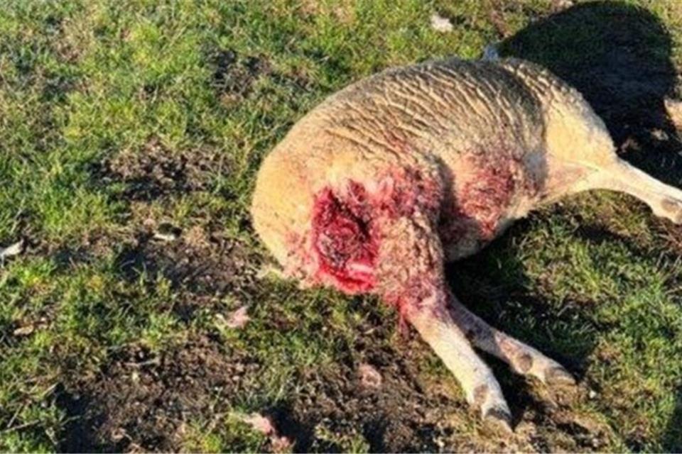 Dieses Schaf ist von Glorias Nachwuchs getötet worden.