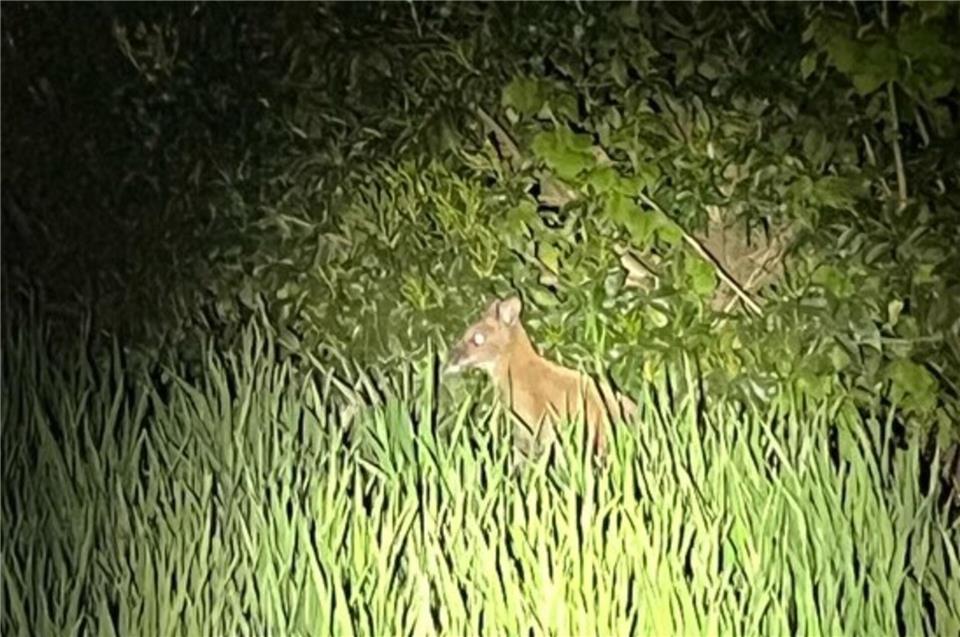 Dieses Wallaby ist in der Nacht zu Donnerstag in Ahaus-Ottenstein entdeckt worden.