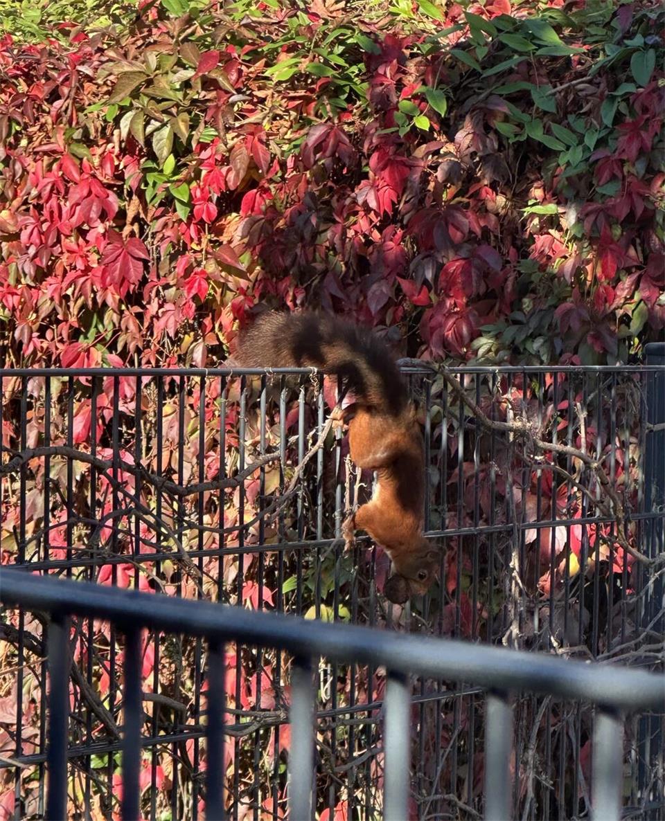 Dieses süße Eichhörnchen hat Tessa Lieberoth in der Nähe vom Borkener Park entde...