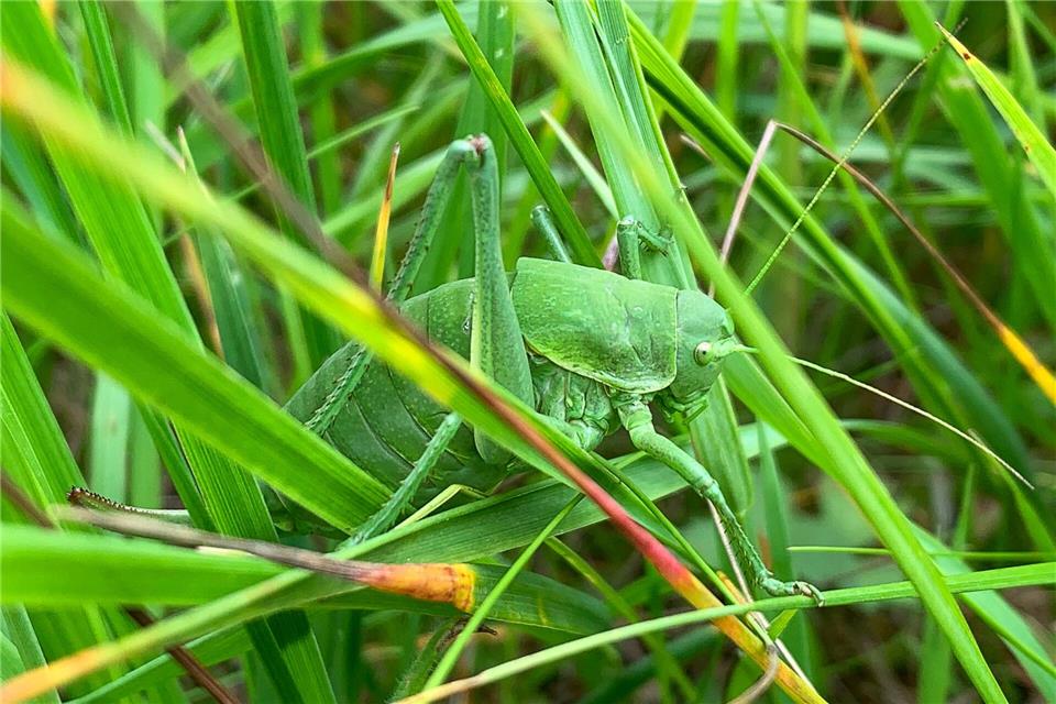 Dieses vom Landratsamt (LRA) Donau-Ries zur Verfügung gestellte Foto zeigt eine sehr seltene Wanstschrecke (Polysarcus denticauda) im Gras. (Handout)Fabian Fürbaß/LRA Donau-Ries/dpa