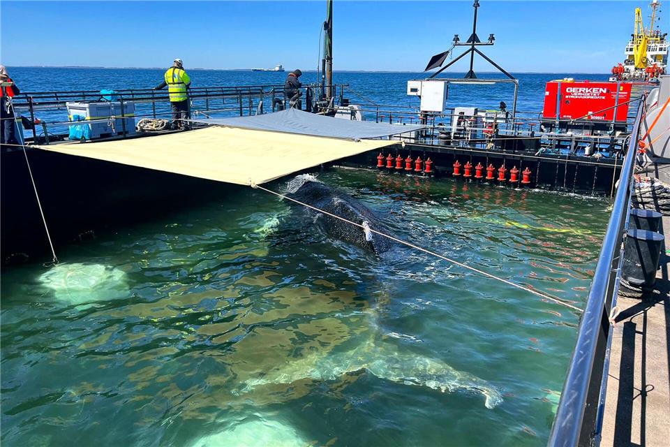 Dieses von der Rettungsinitiative zur Verfügung gestellte Foto zeigt den Buckelwal in einem gefluteten Lastschiff in der Ostsee. Jens Schwarck/Rettungsinitiative/dpa
