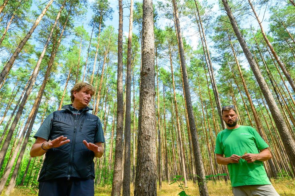Dietrich Mehl (l), Leiter des Forstamtes Reiersdorf vom Landesbetrieb Forst Brandenburg, und Harald Gross, Experte für Waldschutz bei Greenpeace, stehen bei einer Waldbegehung in einer Monokultur eines Kiefernwaldes.Patrick Pleul/dpa