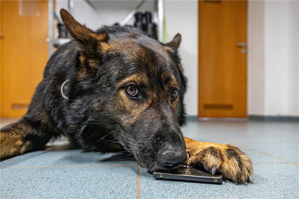 Feine Nase: Polizeihund Dimi erschnüffelt Datenträger Dimi zeigt seinen Fund: eine Festplatte.Armin Weigel/dpa