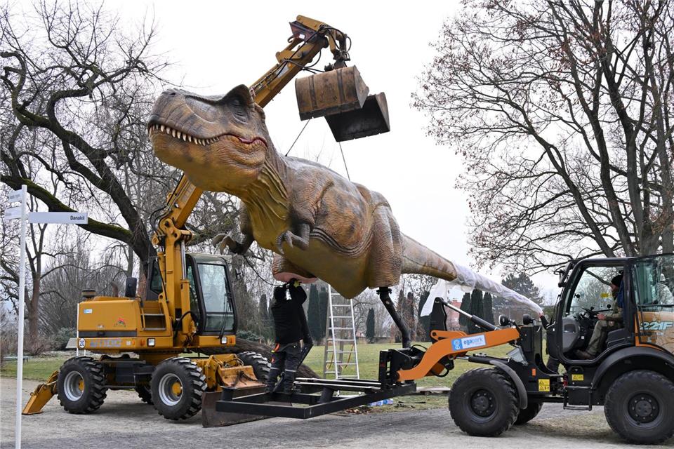 Dino am Haken: Die Nachbildung eines Tyrannosaurus Rex wird für die Ausstellung „Dino Lights“ in Erfurt aufgebaut.Martin Schutt/dpa