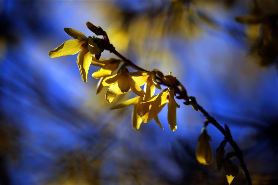 Direkt nach der Blüte sollten ältere und schwache Triebe der Forsythie bodennah zurückgeschnitten werden, während kräftige junge Bodentriebe stehen bleiben, damit die Pflanze im nächsten Frühjahr wieder üppig blüht.picture alliance/dpa