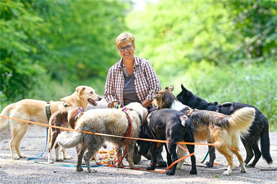 Wenn der Job vier Pfoten hat Dogwalkerin Diane Reddmann geht mit bis zu sieben Vierbeinern raus ins Feld.Uwe Anspach/dpa
