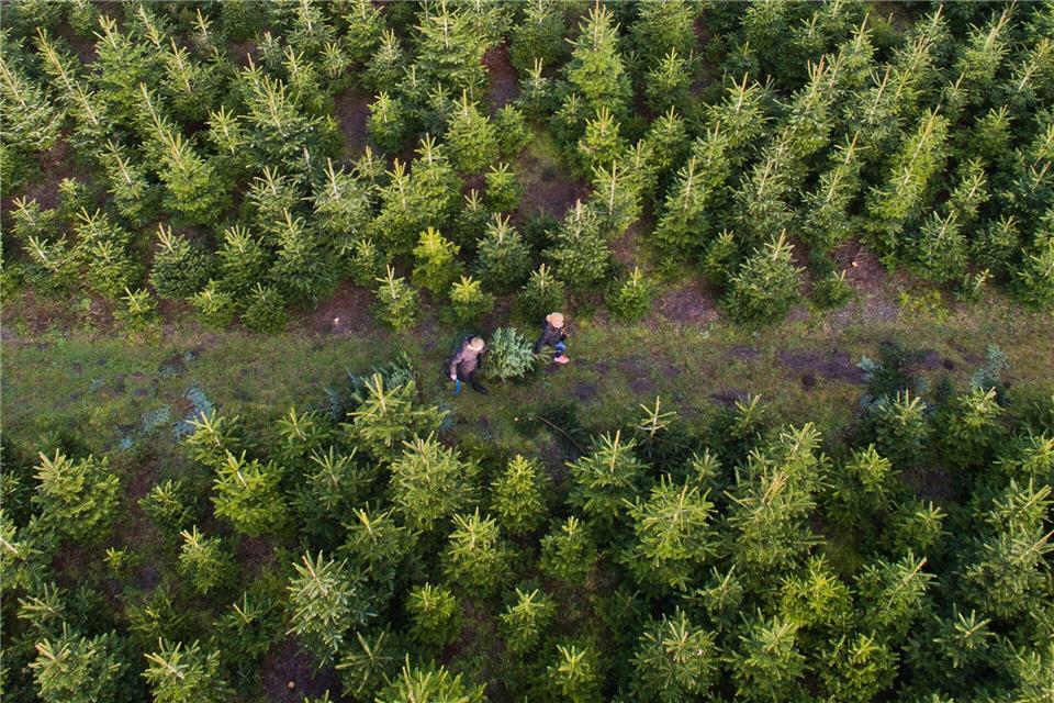 Draußen wirken die Bäume anders - also am besten vor dem Kauf Zuhause den Platz für den Weihnachtsbaum ausmessen.Julian Stratenschulte/dpa/dpa-tmn