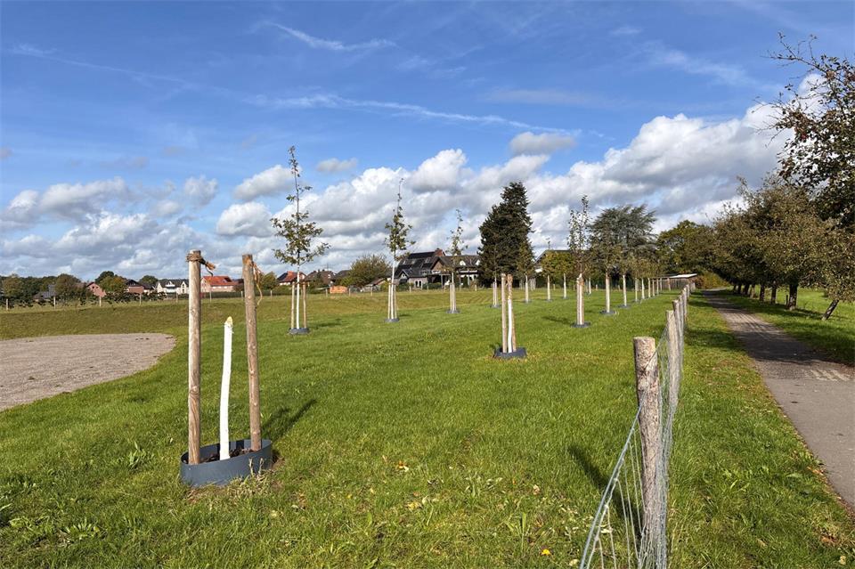 Drei Bäume neben dem Fußweg an der Bocholter Aa in Ramsdorf wurden mutmaßlich mit Absicht zerstört. Außerdem ein weiterer an der Paulusstraße.