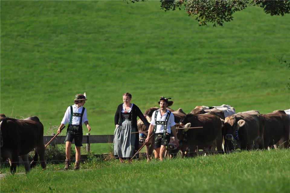 Älpler blicken auf turbulenten Bergsommer zurück Drei Hirten in Tracht laufen bei der Viehscheid zwischen ihren Tieren. Karl-Josef Hildenbrand/dpa