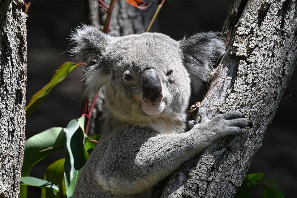 Drei Koalas leben jetzt noch im Stuttgarter Zoo.Bernd Weißbrod/dpa
