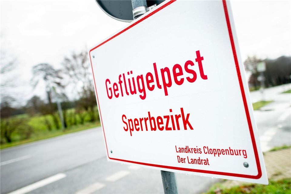 Drei Landkreise meldeten am Wochenende weitere Ausbrüche der Geflügelpest. (Archivbild)Hauke-Christian Dittrich/dpa