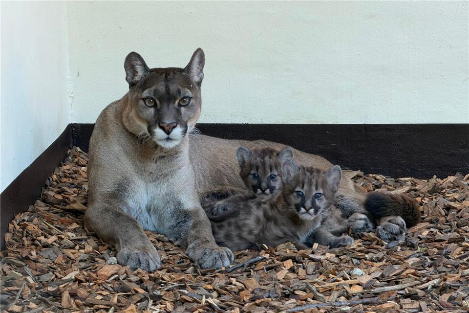 Drei Puma-Jungtiere erkunden jetzt im Tierpark Ströhen das Außengelände.Hannchen Fenna Kloppert/Tierpark Ströhen/dpa