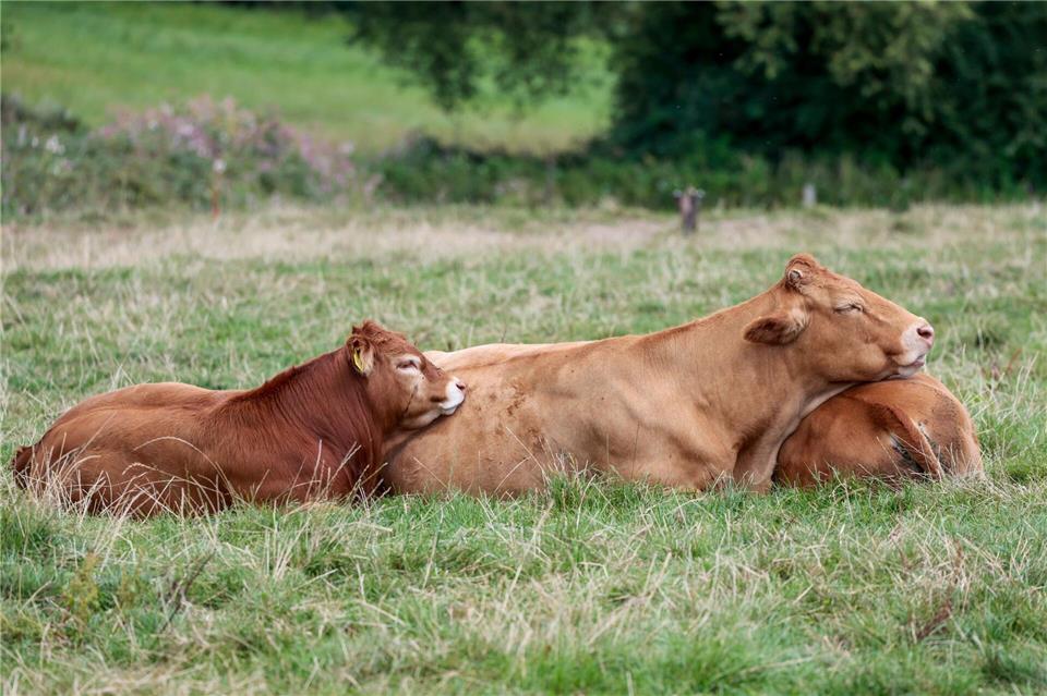 Drei Rinder sind am Morgen ausgebüxt. (Symbolbild)Thomas Banneyer/dpa
