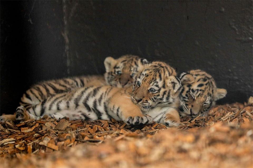 Drei kleine Amur-Tiger im Tierpark Ströhen. Tierpark Ströhen/dpa