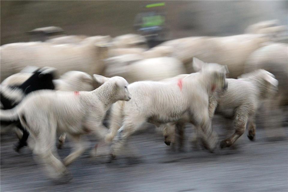 Drei verletzte Schafe aus Schluchsee wurden getötet. (Symbolbild)Patrick Seeger/dpa
