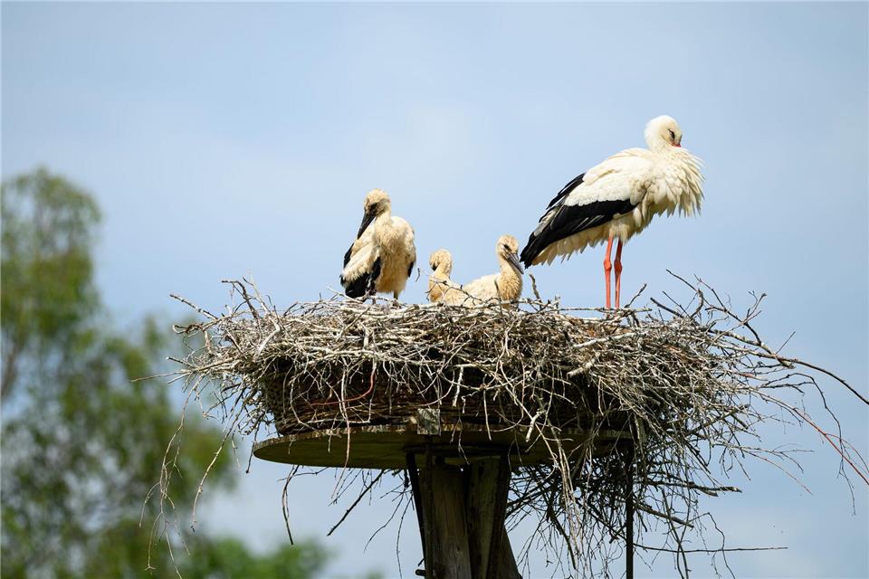 Drei von mehr als 100 Storchenküken, die in dieser Saison entlang der Elbe auf Hamburger Gebiet geschlüpft sind. (Archivbild)Jonas Walzberg/dpa