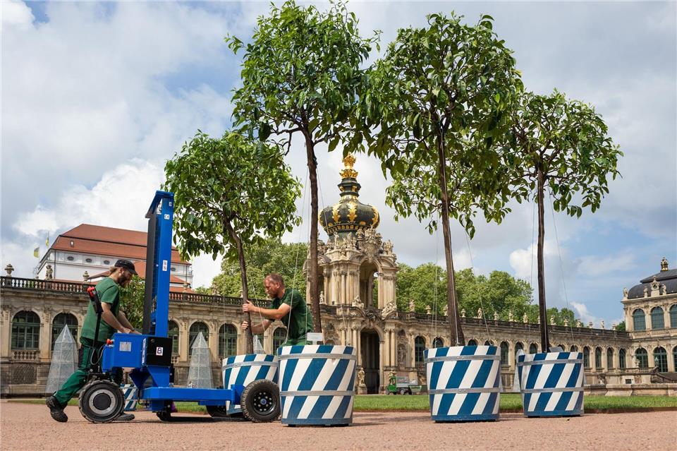 Dresden: Orangenbäumchen kehren nach fünf Jahren ins Sommerquartier im Zwinger-Innenhof zurückJürgen Lösel/dpa