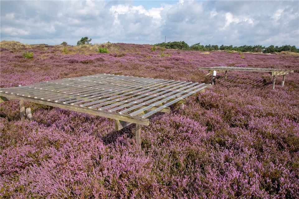Dürre-Experiment auf Heidefläche.Jürgen Kreyling/Universität Greifswald/dpa