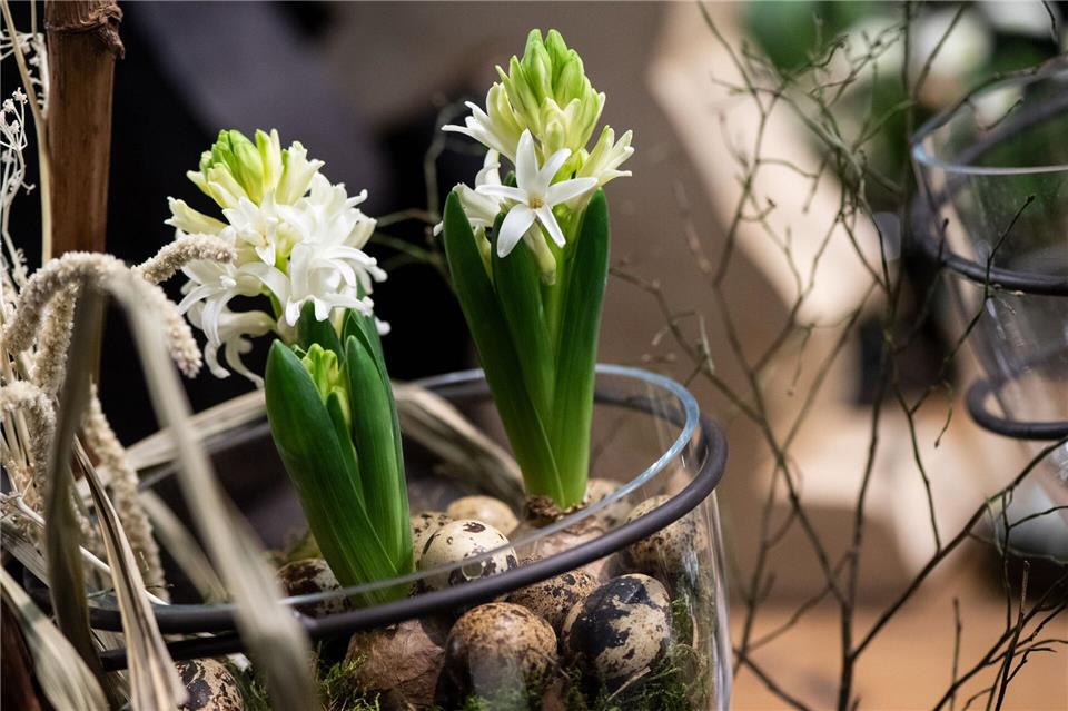 Duftender Frühling trifft Ostertradition: Hyazinthen und Wachteleier bilden eine natürliche Tischdeko.Franziska Gabbert/dpa-tmn