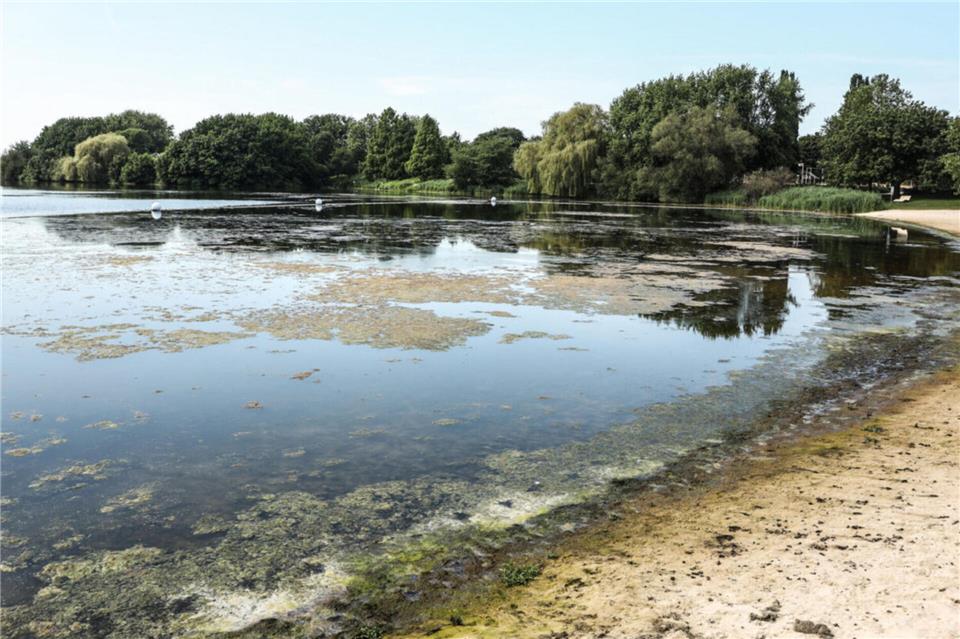 Durch Algen ist der Aasee nicht gerade einladend. CDU und Grüne haben einen Prüfantrag gestellt. Die Soziale Liste möchte, dass über ein mobiles Schwimmbecken nachgedacht wird.