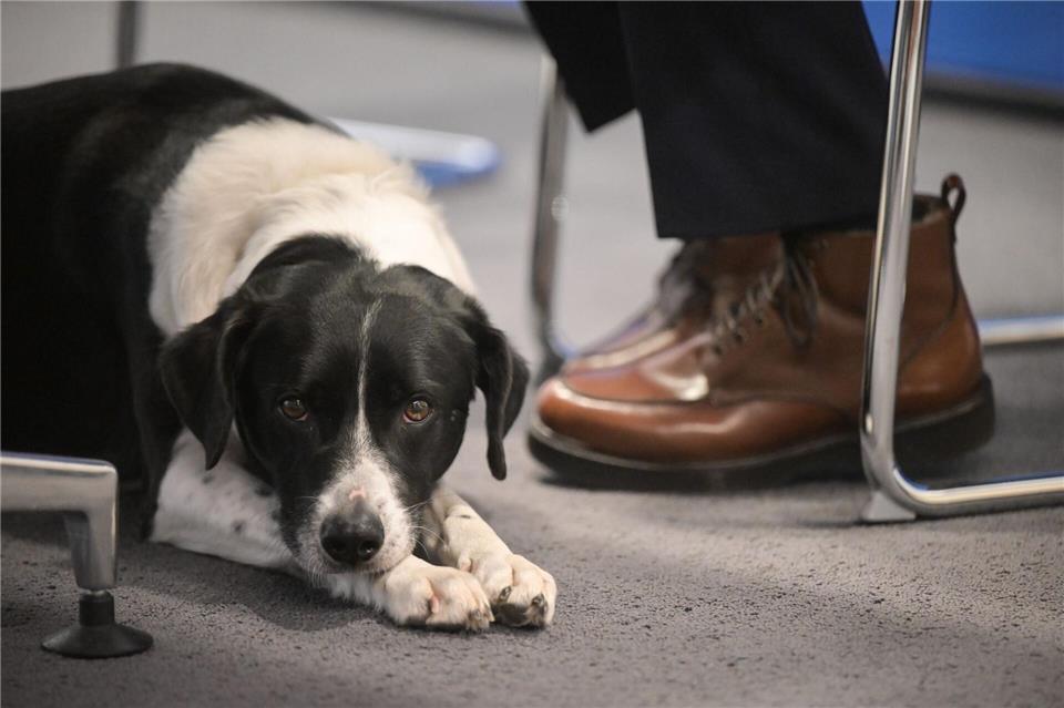 Durch Streicheln, Kuscheln und Spielen soll ein Hund in der Pfälzischen Landesbibliothek in Speyer künftig beim Lernen helfen. (Symbolbild)Sebastian Gollnow/dpa