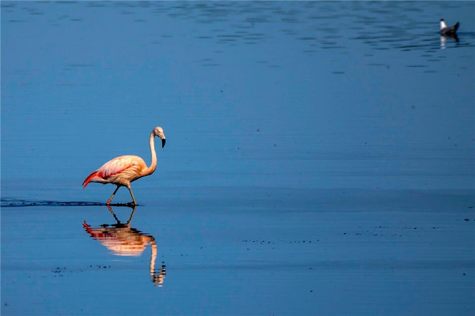 Durch das Wasser schreitet ein Flamingo. Lars Berg/dpa