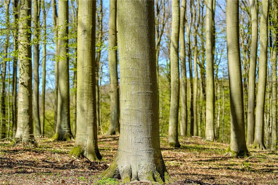 Durch den alten Buchenwald Grumsin wandern? Das jetzt auch mit neuer Audio-Tour möglich. (Archivbild)Patrick Pleul/dpa-Zentralbild/dpa