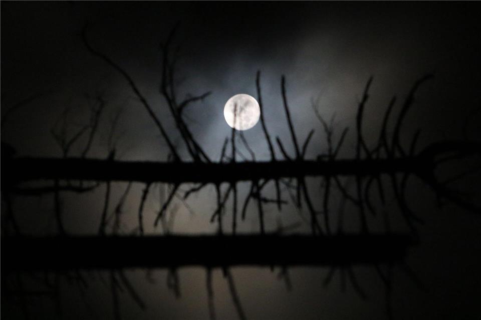 Durch den angestrahlten Mond ist es nachts nie stockdunkel. Das machen sich manche Tiere zunutze.Matthias Bein/dpa-Zentralbild/dpa