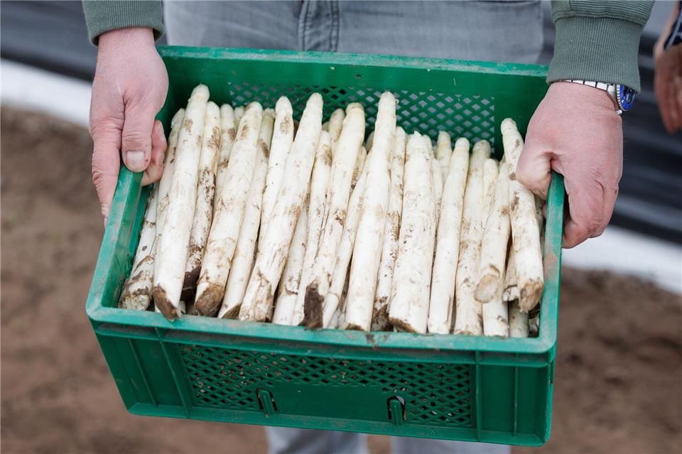 Durch den milden und sonnigen Frühling ist der Spargel schon relativ weit. (Archivbild)Friso Gentsch/dpa