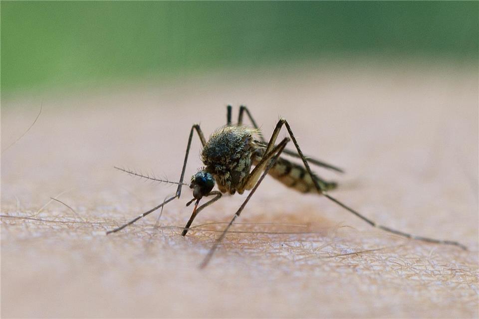 Durch einen Mückenstich soll sich ein Mann im Landkreis Aschaffenburg mit dem West-Nil-Virus angesteckt haben. (Symbolbild)Patrick Pleul/dpa-Zentralbild/dpa